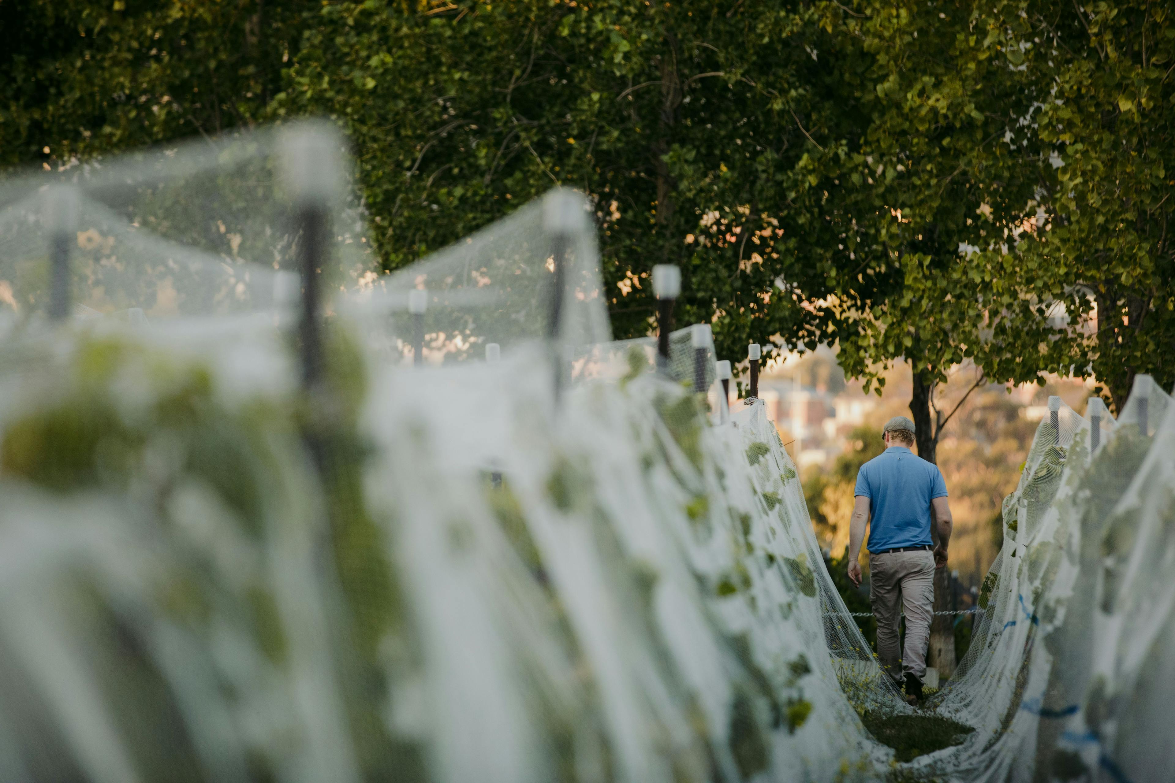 Moorilla's winemaker walks through some of their vineyard, The grapes are bursting with fruit and are covered with white bird netting.